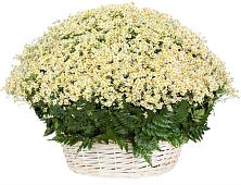 Цветочная композиция из Ромашки в корзине #REPLACE_PRED# Гудермесе